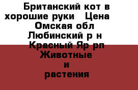 Британский кот в хорошие руки › Цена ­ 0 - Омская обл., Любинский р-н, Красный Яр рп Животные и растения » Кошки   